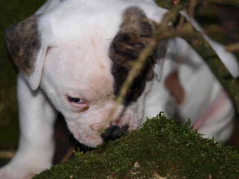 Darkenwald american bulldog